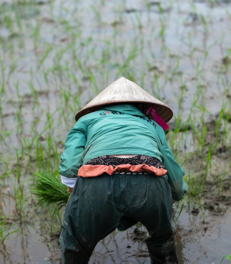 Transplanting paddy in the fields of the Punjab rice belt
